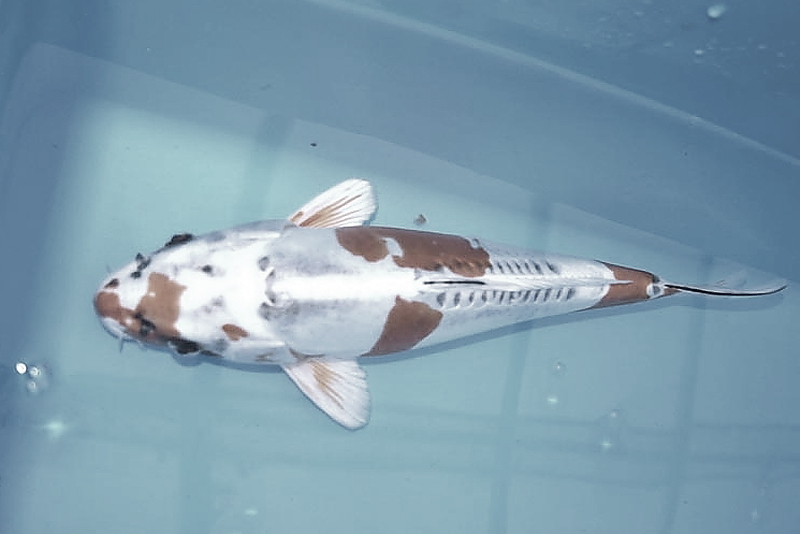 Killikus&reg; Fotographie